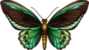 butterfly.png